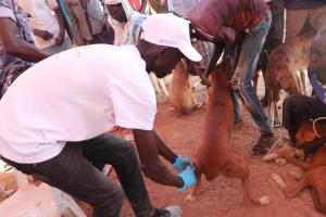 Rabies is a vaccine-preventable, zoonotic viral disease
