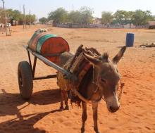 Metallic water drum on donkey back