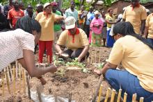 Initiatiation of a kitchen garden for  a old woman
