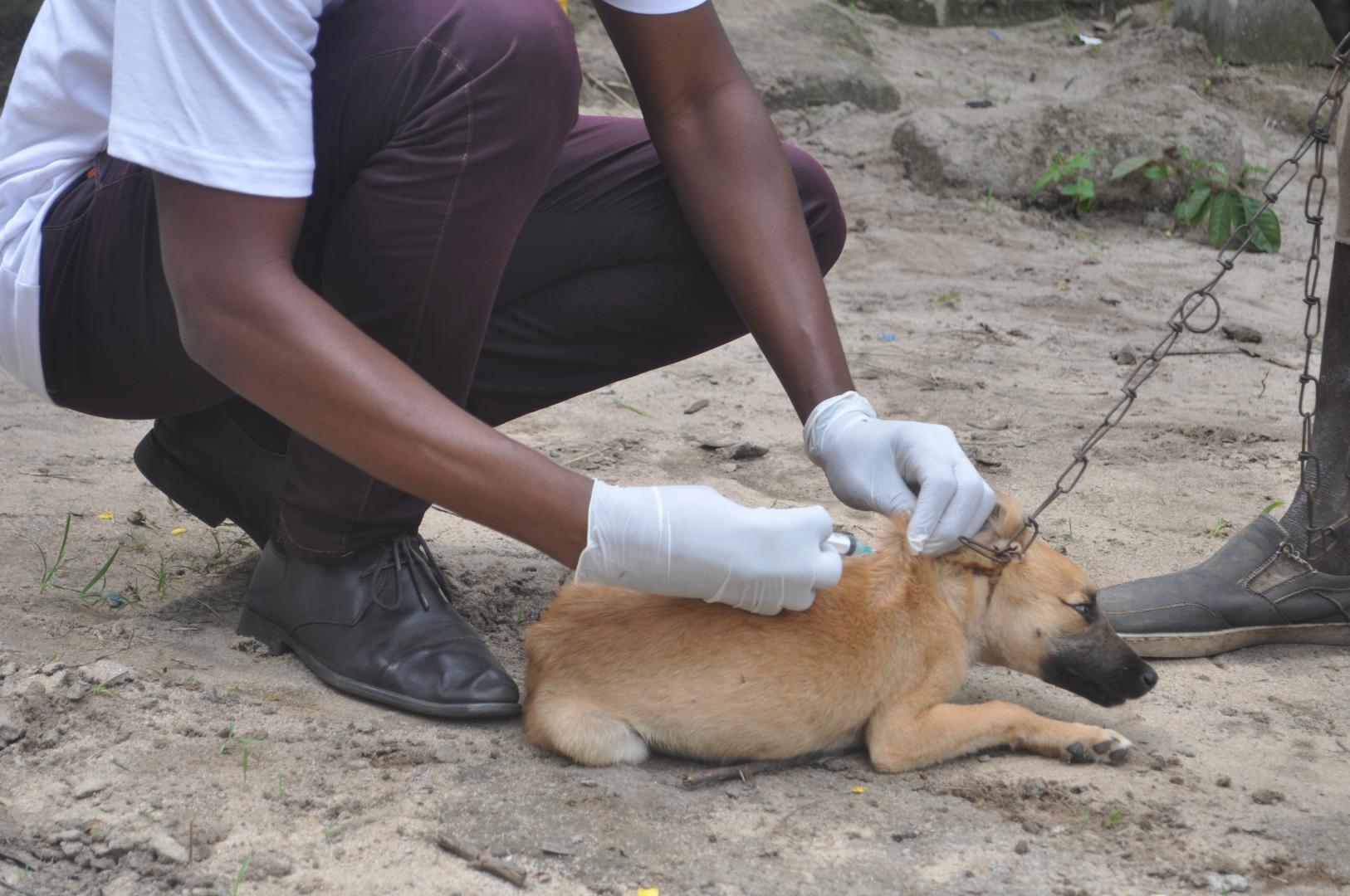 A dog being vaccinated during the campaign