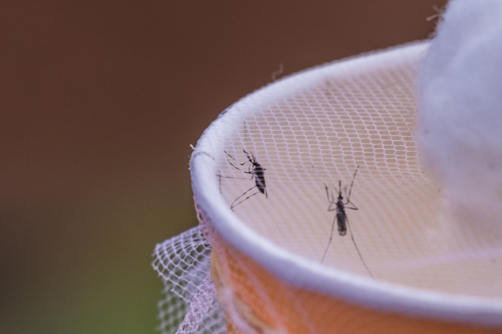 Tackling malaria in Mali through stronger surveillance