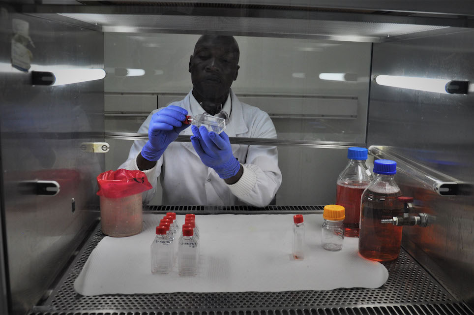 A laboratory technologist at the Kenya Medical Research Institute Laboratory prepares cell cultures for the extraction process to determine the presence of polio. © WHO/L.Dore 