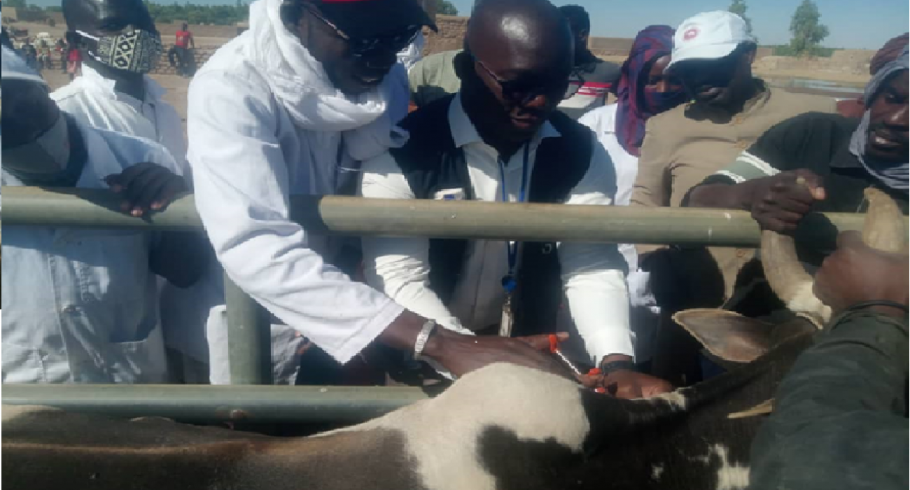 Caccination Cheptel Mali