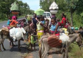 Nomads traversing through Jos, Plateau state