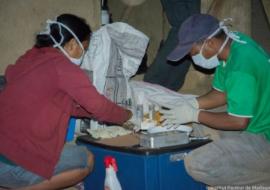 IPM team members dissect a rat suspected of being infected with plague. Photo: Institut Pasteur Madagascar