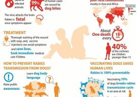 WHO joins international calls to invest more in defeating human rabies transmitted by dogs