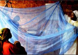 Zambian success in fight against malaria