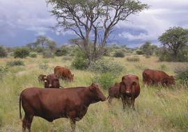 Namibia banned use of hormones and antibiotics for growth promotion in beef industry, 26 years go. Photo: Meat Corporation of Namibia Namibia banned use of hormones and antibiotics for growth promotion in beef industry, 26 years go. Photo: Meat Corporation of Namibia