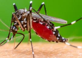 The Chikungunya mosquito. Symptoms of illness include abrupt onset of fever, accompanied by joint pain, head ache, nausea, fatigue and rash