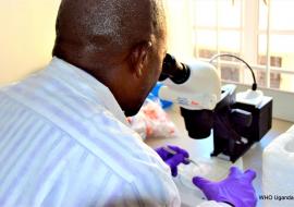 Assistant Entomologist at the UVRI arbovirolgy department identifying mosquitoes