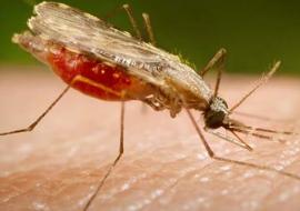 Fostering the China-Africa cooperation for the elimination of Malaria