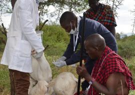 Vet experts take samples from the sick goats as Jackson and his neighbor watch Vet experts take samples from the sick goats as Jackson and his neighbor watch
