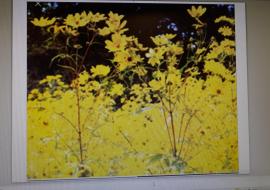 NY flower NY flower
