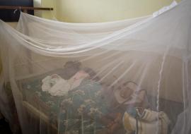 Togo is first African country to end sleeping sickness as a public health problem