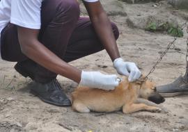 A dog being vaccinated during the campaign