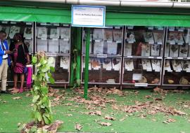 Photo de la vitrine des plantes médicinales