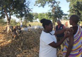 A herder being vaccinated in Manyara Region