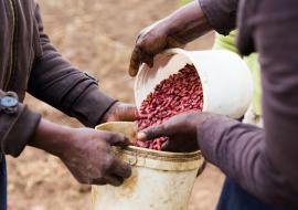 Kenya: Quitting tobacco farming to improve health