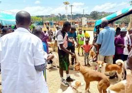 Guinée-Agents vétérinaires et propriétaires de chiens mobilisés