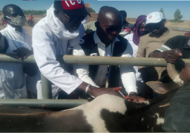 Une vue de la vaccination bovine avec l’appui technique et financier de l’OMS Caccination Cheptel Mali