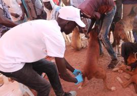 Rabies is a vaccine-preventable, zoonotic viral disease