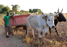 Switching from tobacco yields benefits for farmers in Malawi 