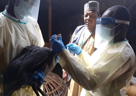 Sample collection from a bird suspected for H5N1 by Kano state and WHO staff under the one health team Sample collection from a bird suspected for H5N1 by Kano state and WHO staff under the one health team