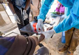 Rift Valley Fever in Senegal: On the Frontline to Protect Communities
