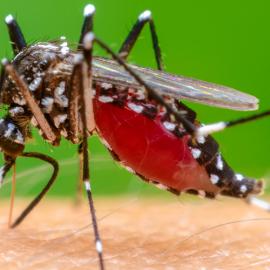 Chikungunya