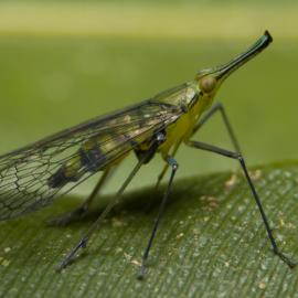 Expanded Special Project for Elimination of Neglected Tropical Disease