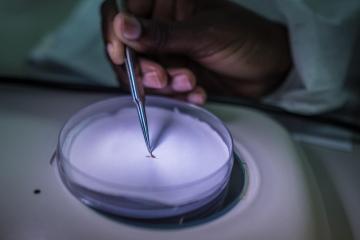 Cabo Verde attains zero local malaria transmission