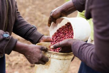 Kenya: Quitting tobacco farming to improve health