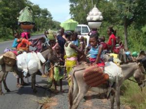 Nomads traversing through Jos, Plateau state