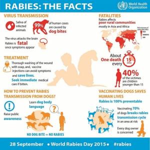 WHO joins international calls to invest more in defeating human rabies transmitted by dogs