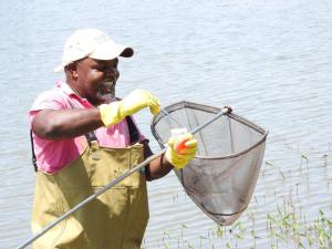 Field worker demonstrating snail collection