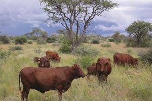 Namibia banned use of hormones and antibiotics for growth promotion in beef industry, 26 years go. Photo: Meat Corporation of Namibia