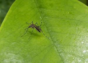A close-up image of the Ae. aegypti mosquito, the vector for the transmission of dengue fever