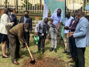 Tree planting