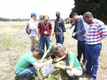 Snail collection in the field