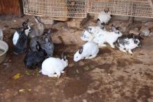Rabbit rearing project