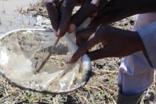 Field Operators monitoring the water bodies for larvae