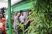 Visite de la vitrine des plantes médicinales