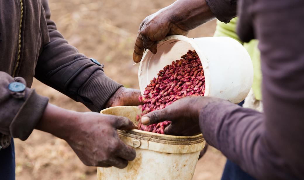 Switching off tobacco farming for beans in Kenya