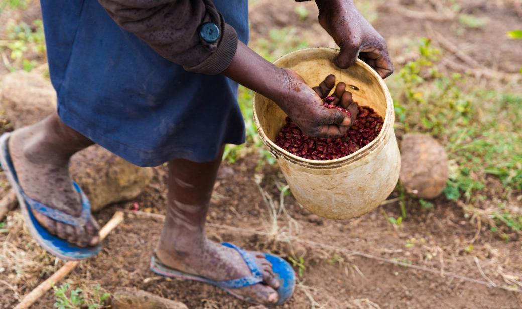 Switching off tobacco farming for beans in Kenya
