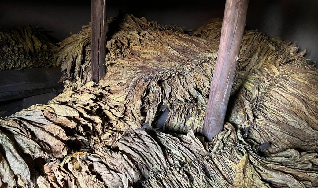 Switching off tobacco farming for beans in Kenya