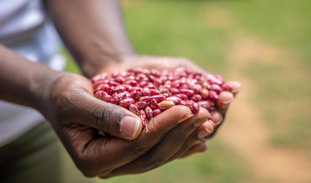 Improving the quality of life of former tobacco farmers in Kenya